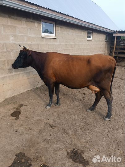 Корова стельная дойная