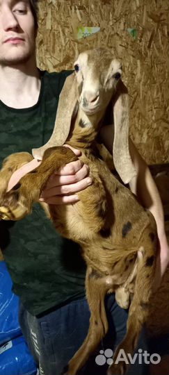 Козлики камори-нуб