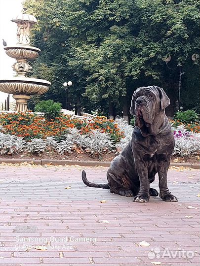 Вязка кобель