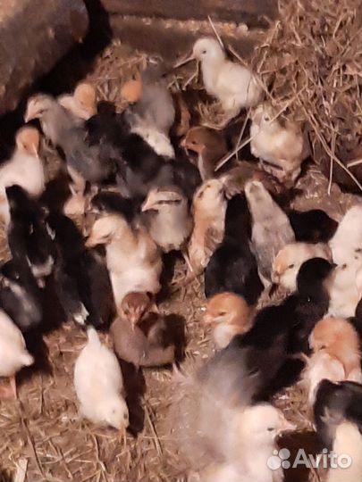 Цыплята суточные от породных кур