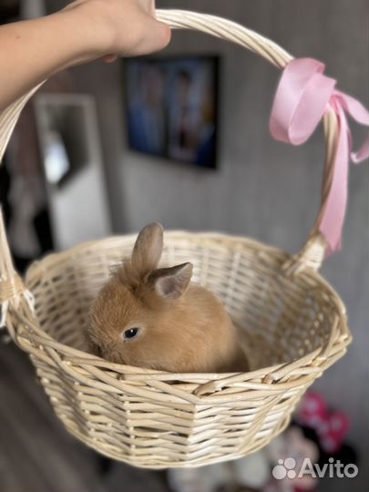 Кролик мини