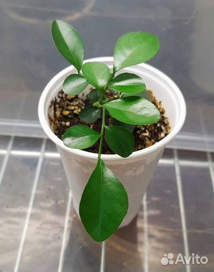 Муррайя метельчатая