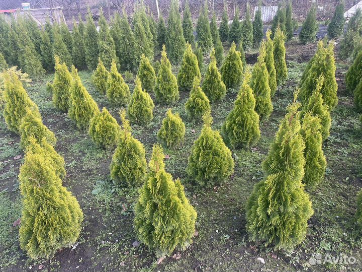 Туя смарагд