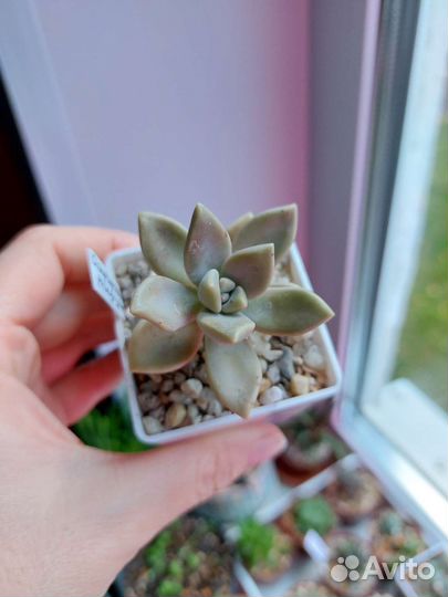 Суккуленты ч. 2