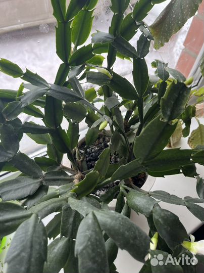 Декабрист белый