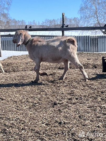 Производитель Нубо/Камори 50%\50%