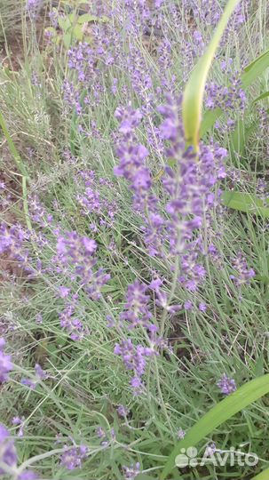 Лаванда