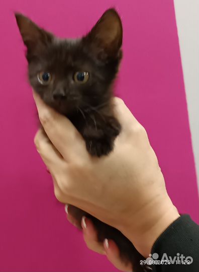 Черный котенок девочка