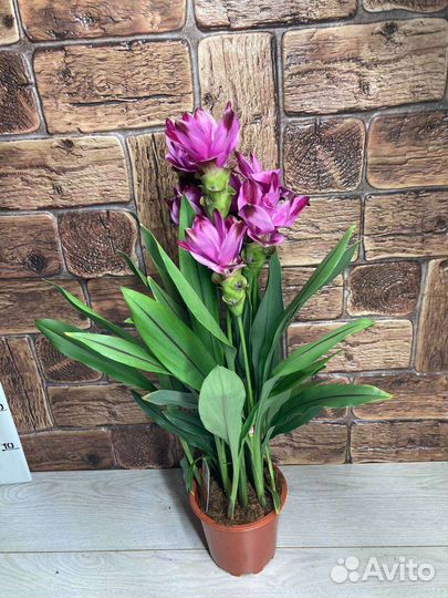 Куркума Siam Splash