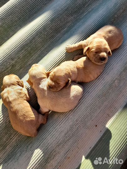 Английский кокер спаниель
