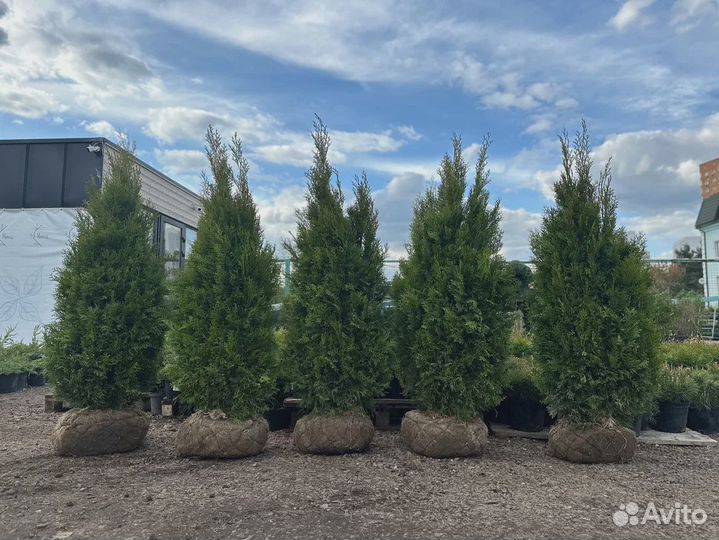 Туя Смарагд