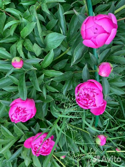 Цветы пионы разного цвета: белые, красные, розовые