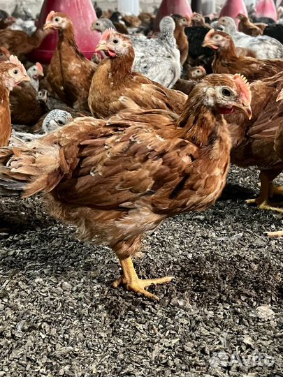 Цветной бролер