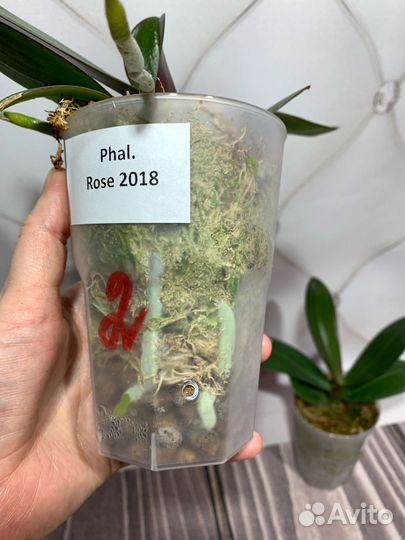 Орхидея Rose 2018