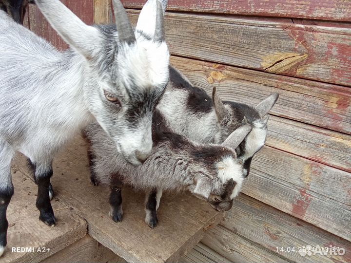 Козлята