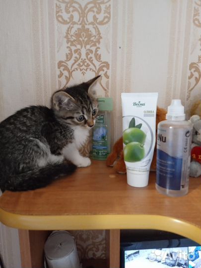 Котята в добрые руки даром.Мальчики