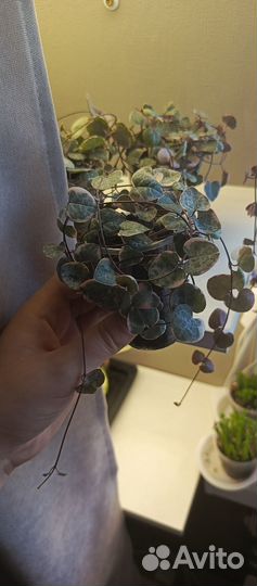 Суккуленты