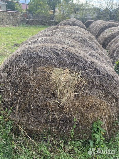 Сено прошлогодние
