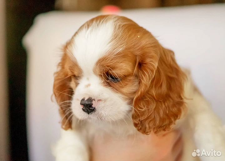 Кавалерочка-девочка 4,5 месяца -РКФ