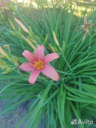 Лилейники сортовые