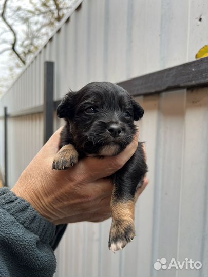 Щенки метисы Цвергшнауцера