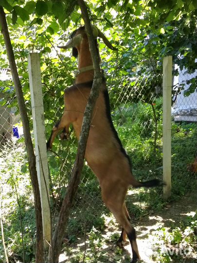 Нубийские козы и козлята