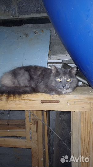 Кошки бесплатно