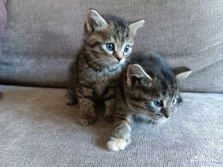 Котята в дар бесплатно