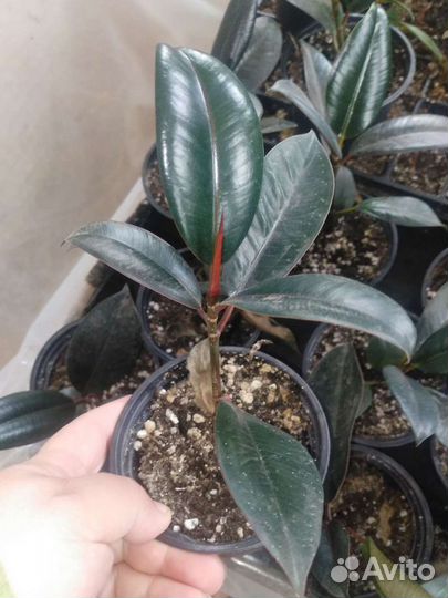 Рассада фикусов