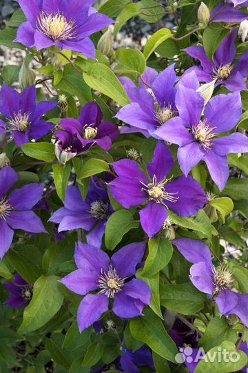 Клематисы