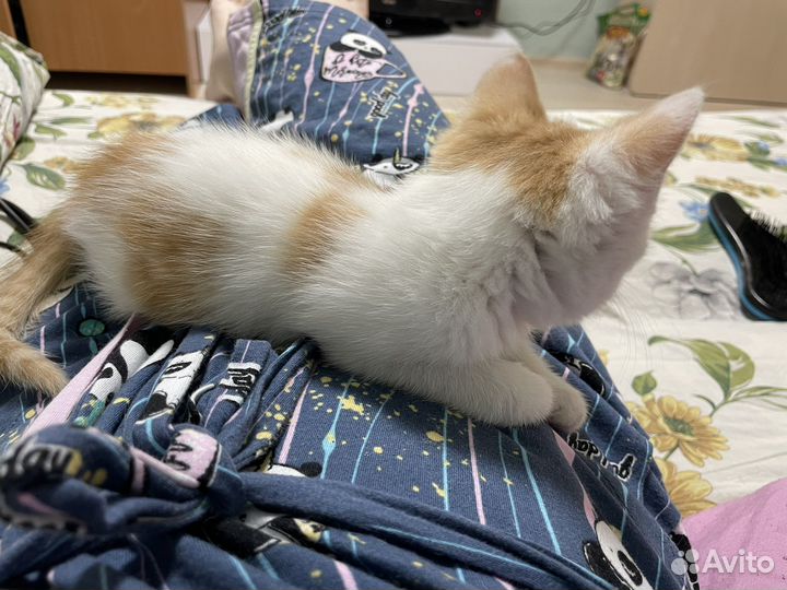 Кошка в дар