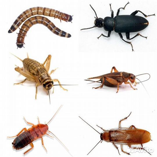 Кормовые насекомые