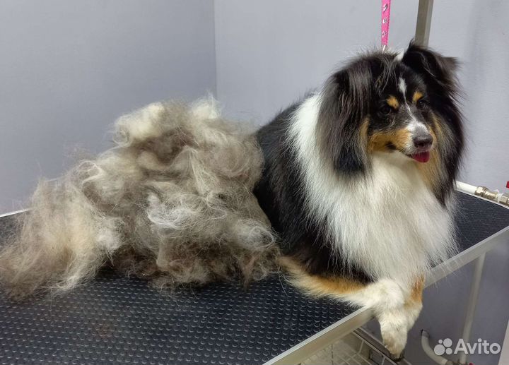 Стрижка собак и кошек. Груминг