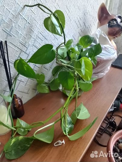 Продам цветы комнатные