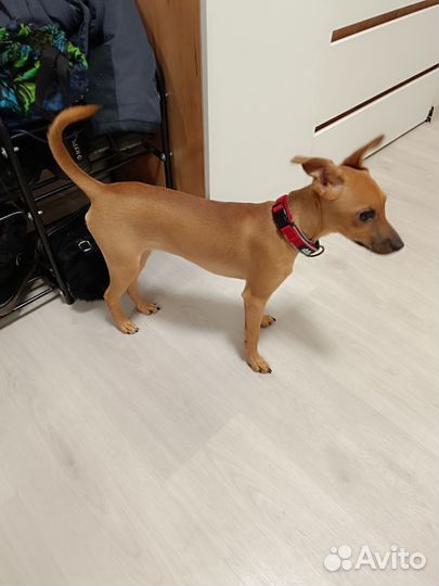 Собака щенок 6 мес