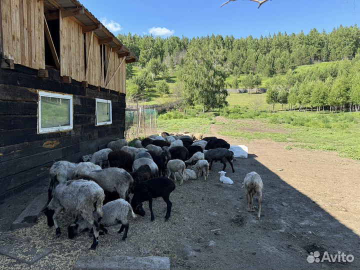 Продам овец