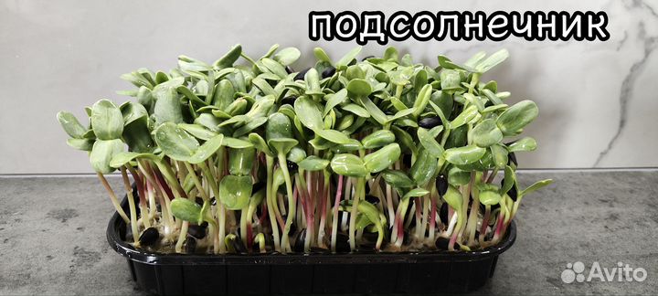 Микрозелень