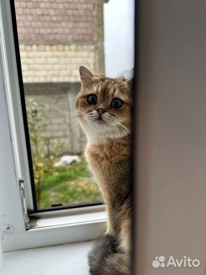 Вязка с котом