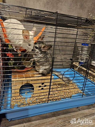 Передержка животных: грызунов, птиц,рыбок,растений