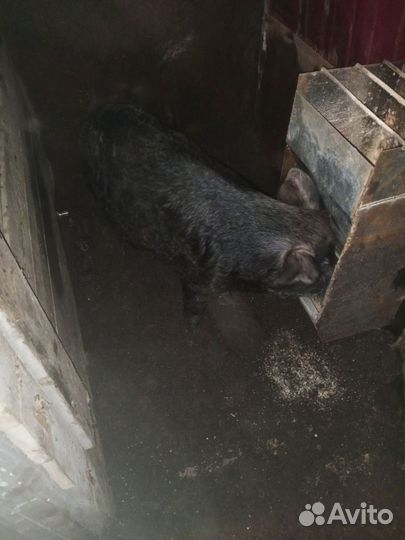 Хряк кармал