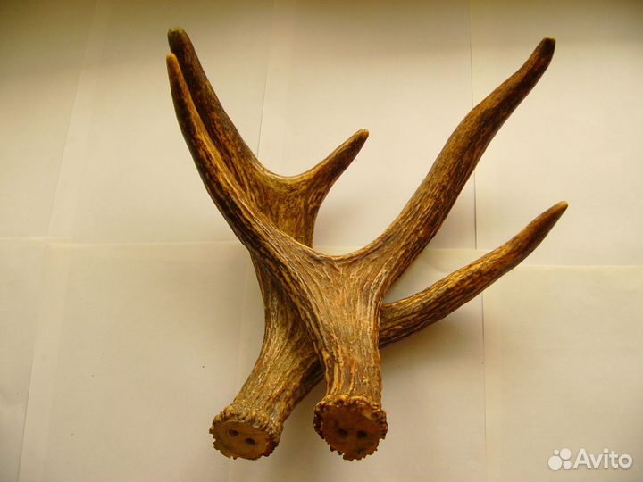 Рога лосиные