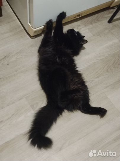 Кот на вязку