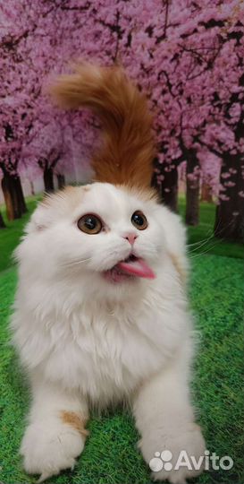 Шотландская