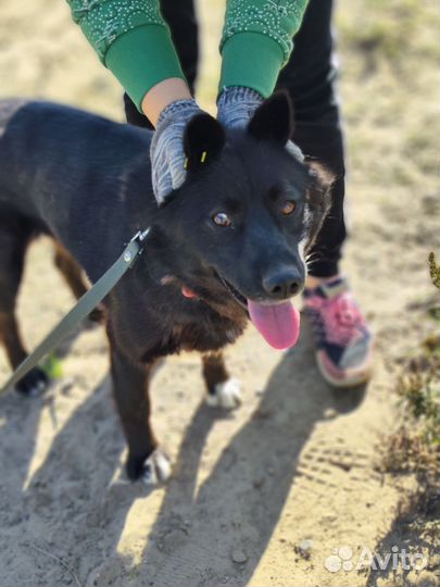 Собака в добрые руки