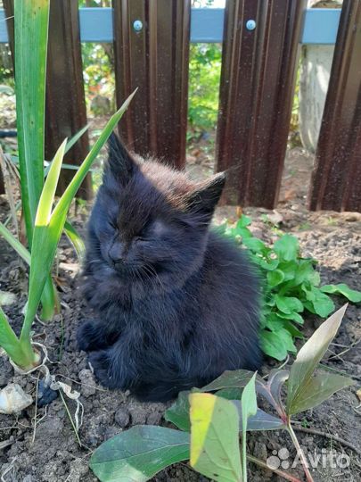 Котята отдам в добрые руки бесплатно