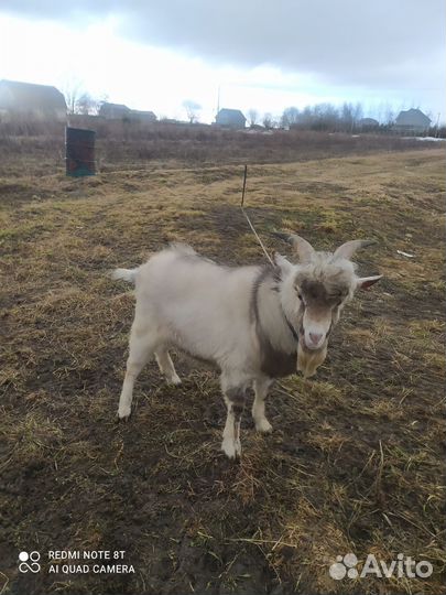 Козел на вязку