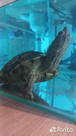 Черепаха