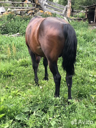 Карачаевский жеребец