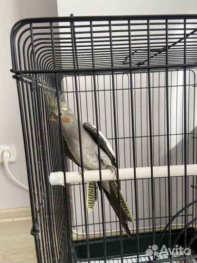 Попугай корелла