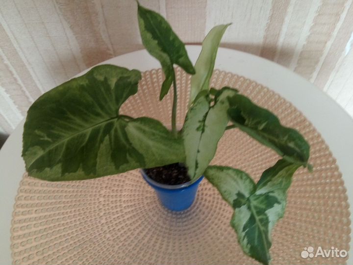 Сингониум жадэ